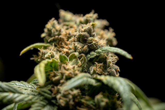 You are currently viewing Il y a de plus en plus de distributeurs automatiques de cannabis CBD en Pologne. Les habitants s’alarment : « les enfants l’achètent »